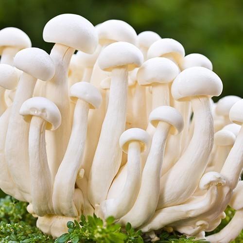 Image result for mushroom