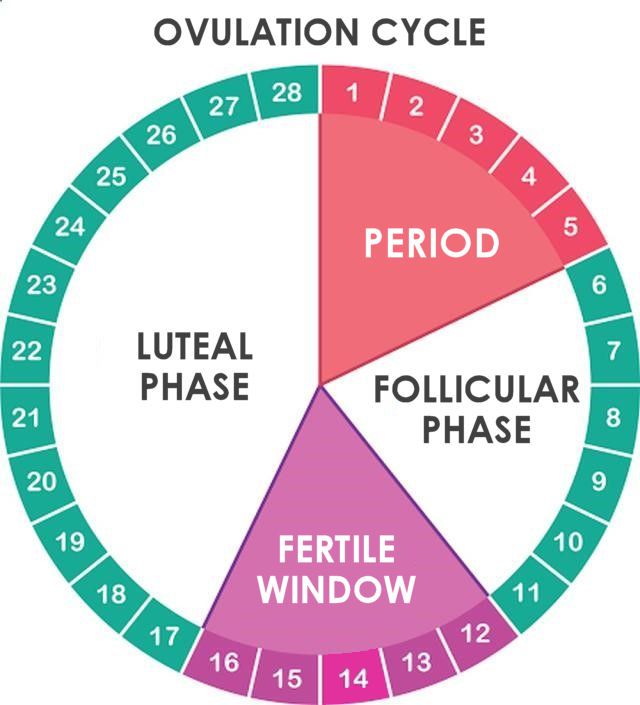 When is ovulation in a woman