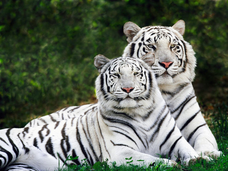 Image result for white tigers