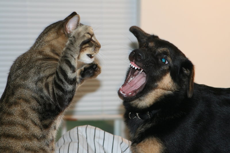 Image result for cats dogs fight