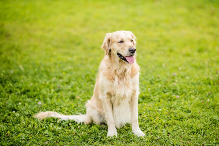 dog golden retriever