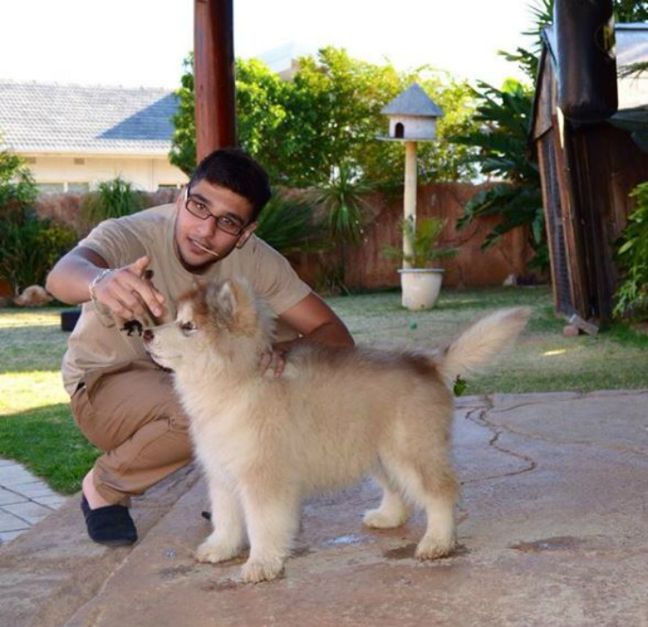 Tydus the Dog - alaskan malamute Adopt a Pet