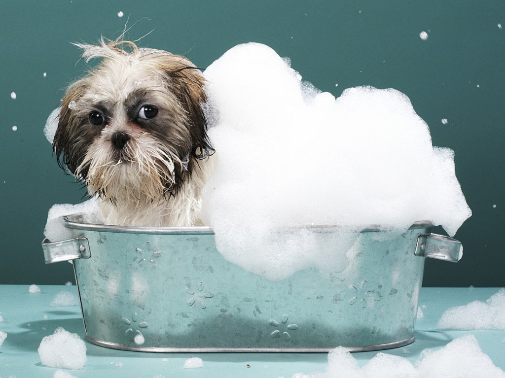 Image result for pets bath