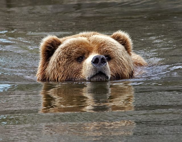 http://newsd.co/wp-content/uploads/2018/03/1dbf12bda236c1599686009151f0bb99-polar-bears-grizzly-bears.jpg