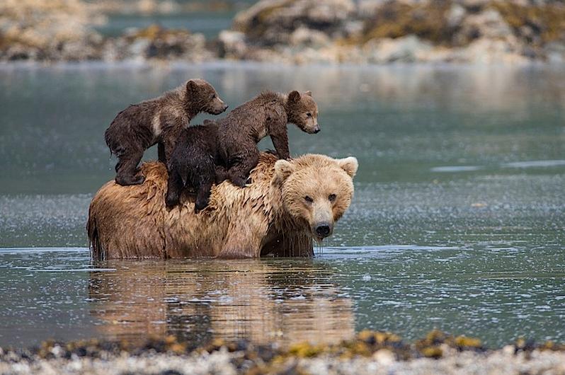 http://newsd.co/wp-content/uploads/2018/03/Suzi-Eszterhas-Alaskan-brown-bear-mother-and-cubs.jpg