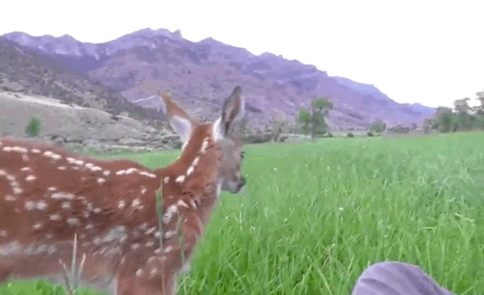 When A Man Tried To Bid Goodbye To This Fawn, She Reacted In The Most ...