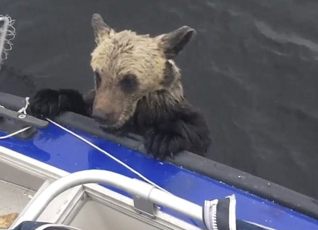 Image result for boat saves drowning bears