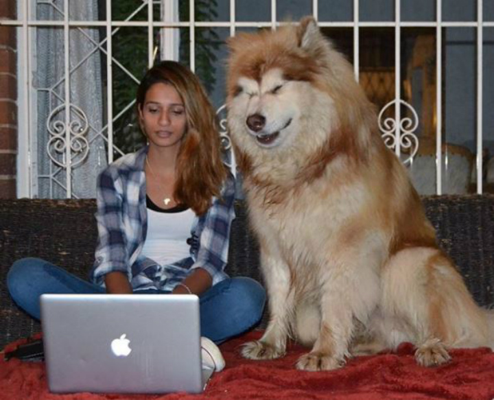 Yumna and Tydus the Dog - alaskan malamute Adopt a Pet