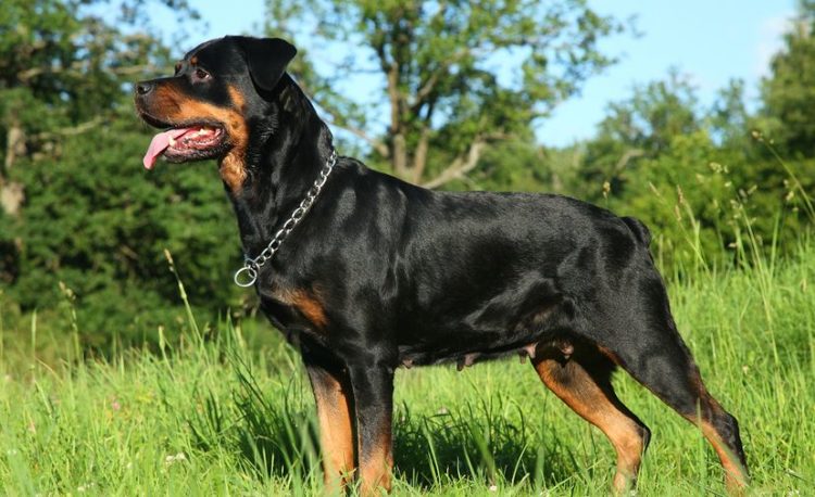 Image result for rottweiler