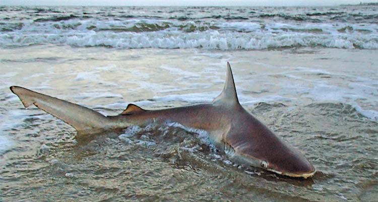 http://158.69.55.95/wp-content/uploads/2018/09/Shark-fishing-from-shore.jpg