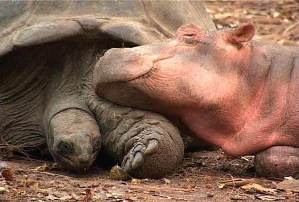 Image result for hippo tortoise