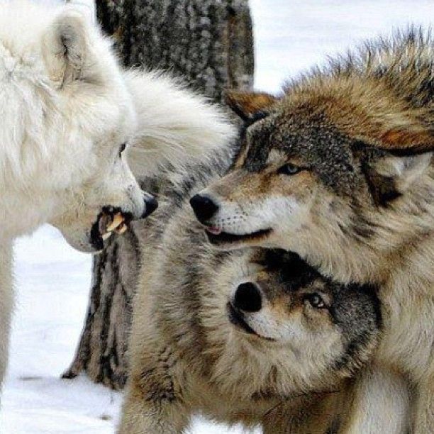 Man Bonds With Wild Wolves And Attains Something That No Other Animal