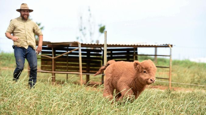 Image result for cows farm calf