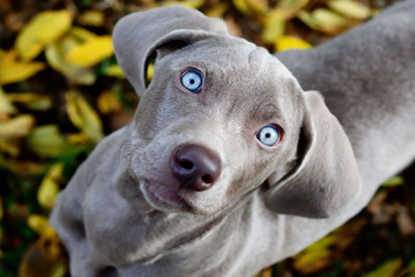 Image result for blue lacy dog