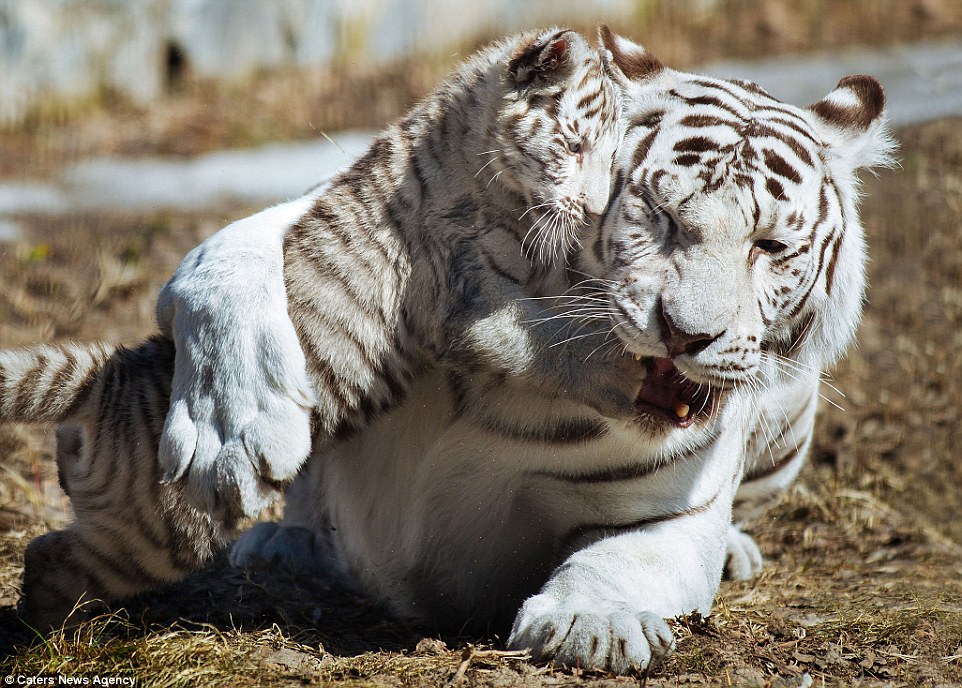 Image result for white tiger russian cubs