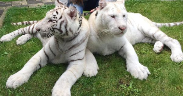 Image result for white tigers kai white