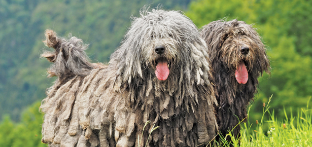 Image result for Bergamasco