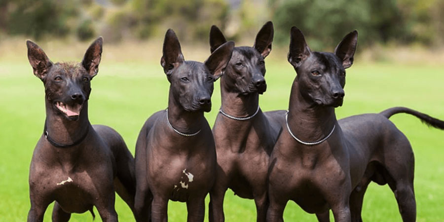 Image result for Xoloitzcuintli