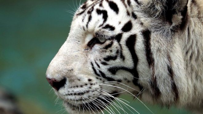 Image result for white tigers