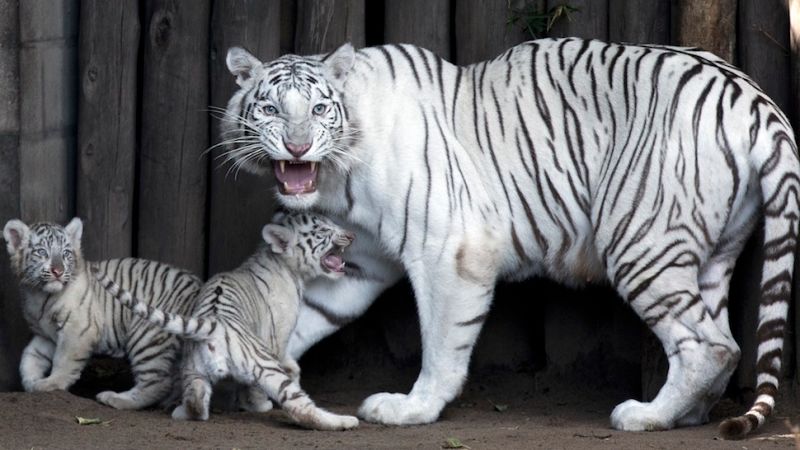 Image result for white tigers