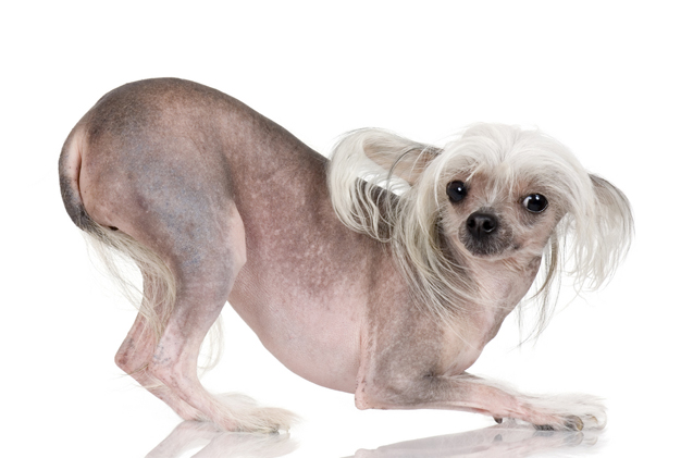 Image result for Chinese Crested