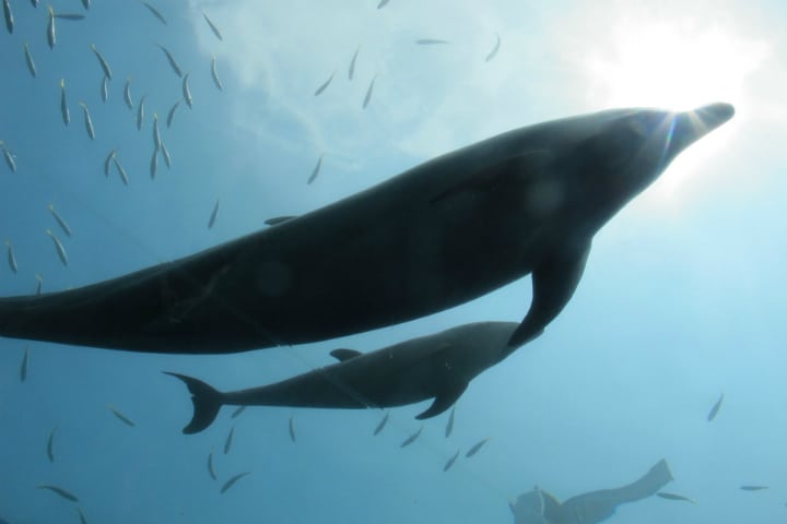 Aquarium of Dolphins - Lost at Sea