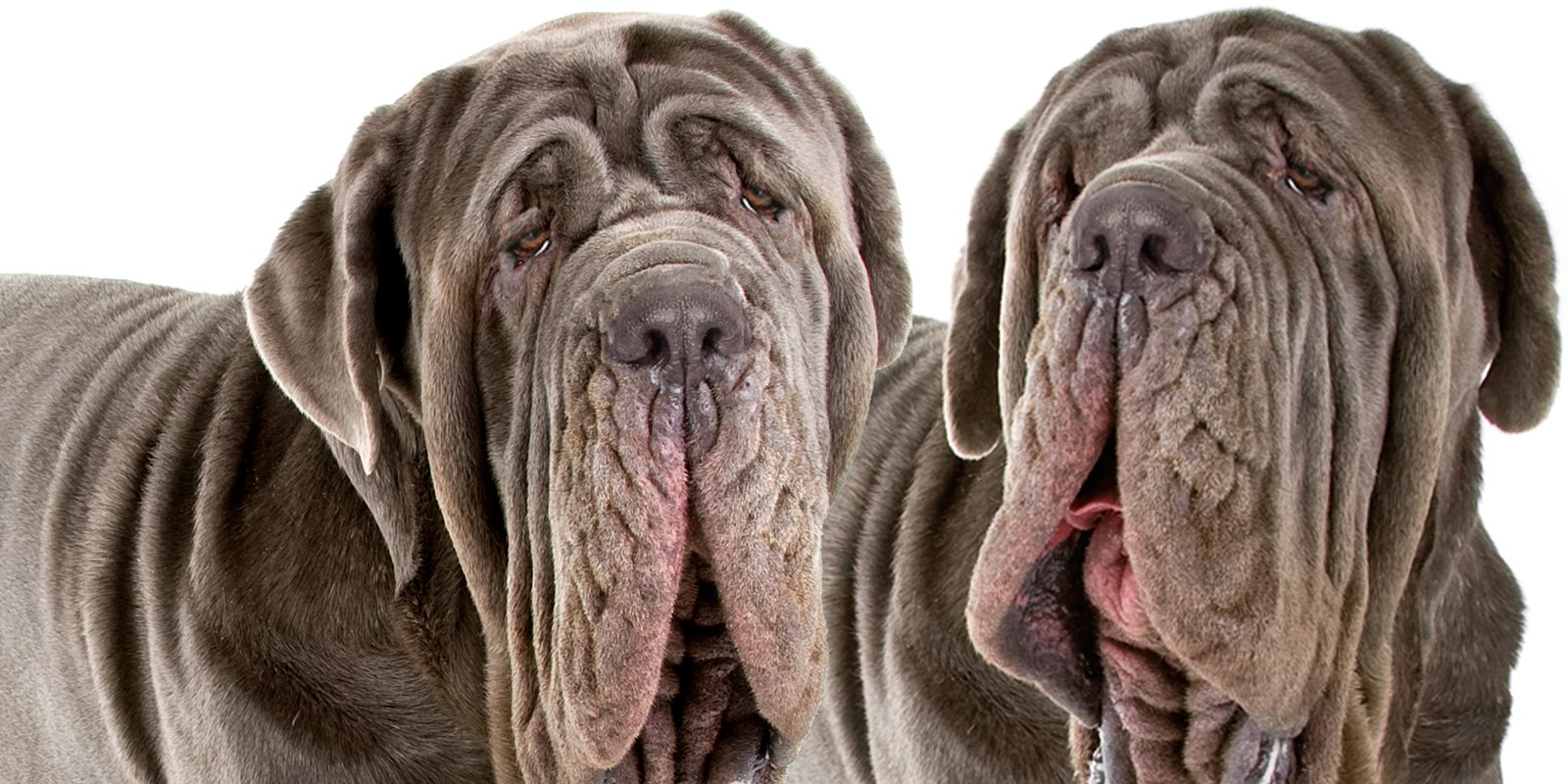 Image result for Neapolitan Mastiff