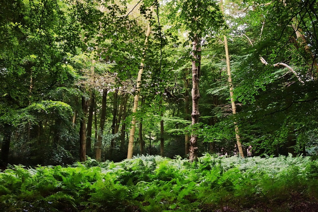Image result for forest england