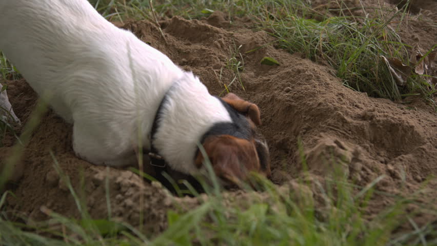 Image result for dog breed jack russell owner digging
