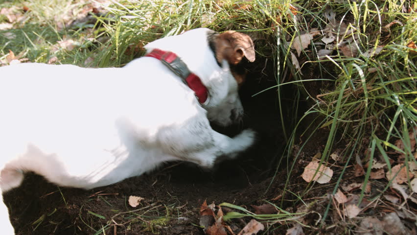 Image result for dog breed jack russell owner digging