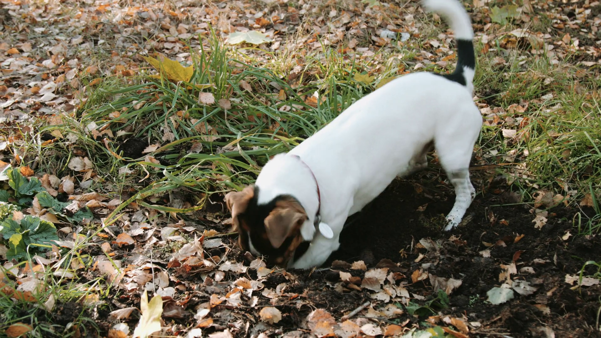 Image result for dog breed jack russell owner digging