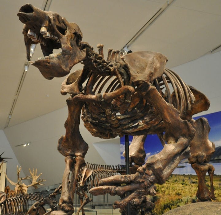 giant sloth saber toothed tiger smilodon prehistoric animals heiltsuk triquet island ice age canada