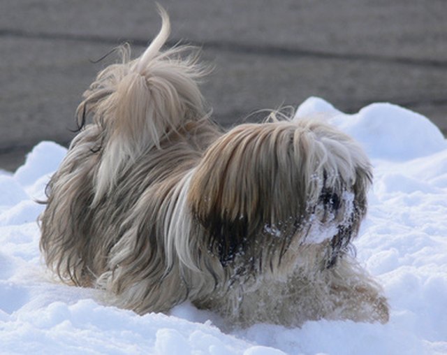 Image result for dog puppy shih tzu gray