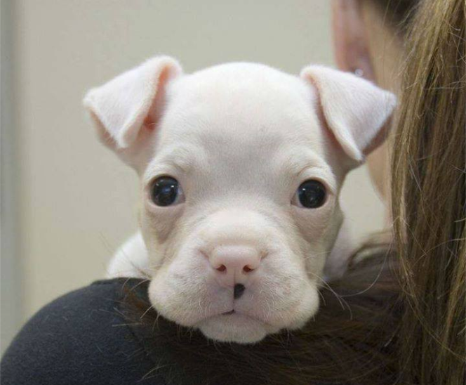 Image result for dog vet boxer