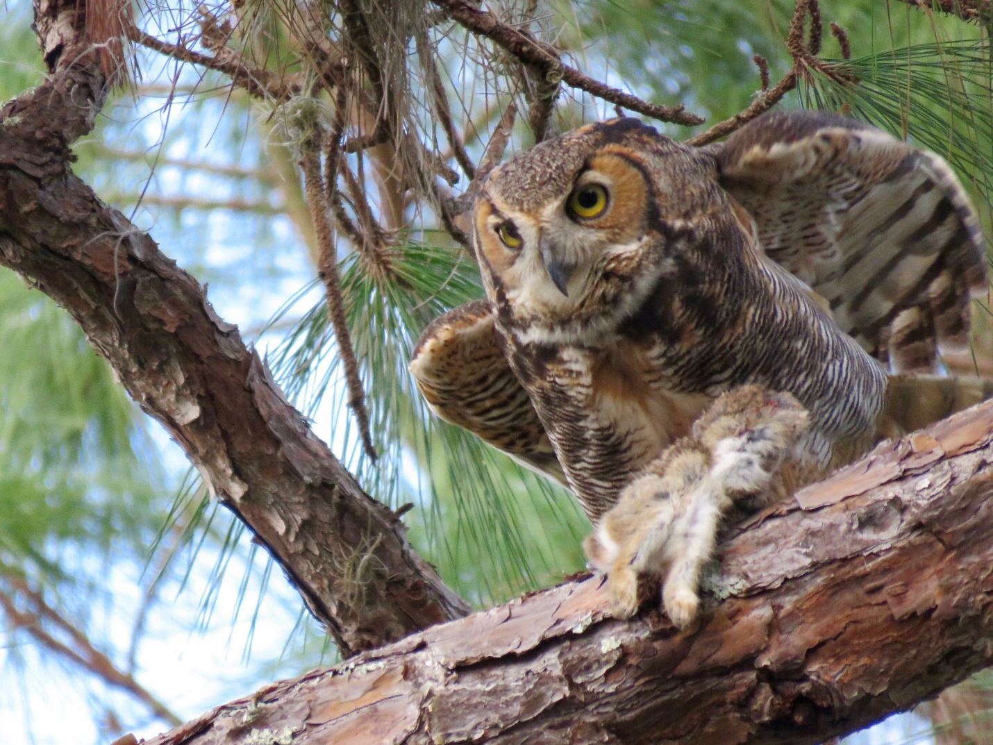 https://www.naturalhealthyliving.net/wp-content/uploads/2018/02/Great-Horned-Owl-with-Rabbit-Jim-Coyle-2017-02-15-IMG_4549.jpg