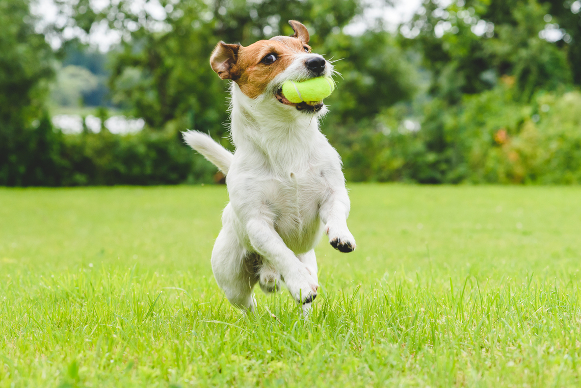 Image result for dog breed jack russell