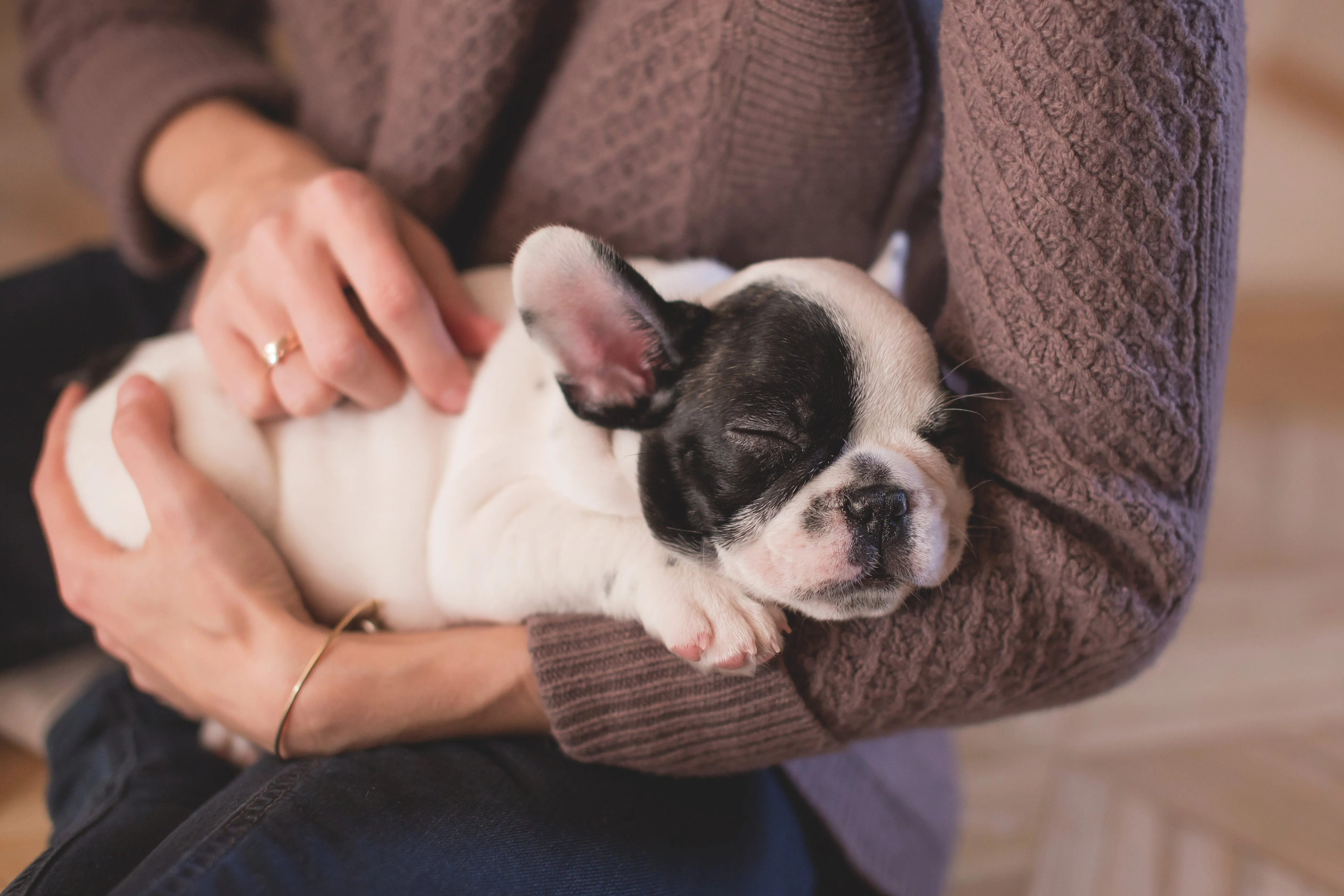 Image result for puppy holding french bulldog