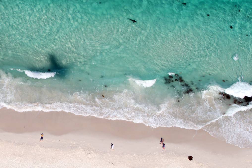 Image result for beach sharks