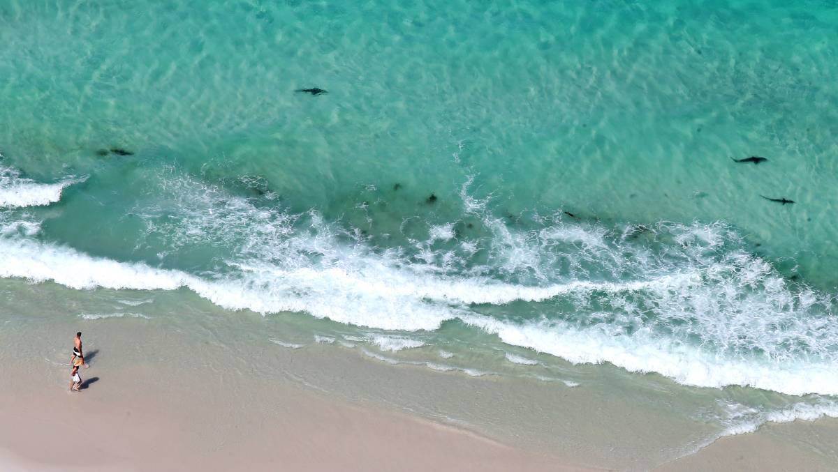 Image result for beach sharks