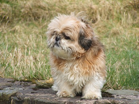Image result for dog puppy shih tzu
