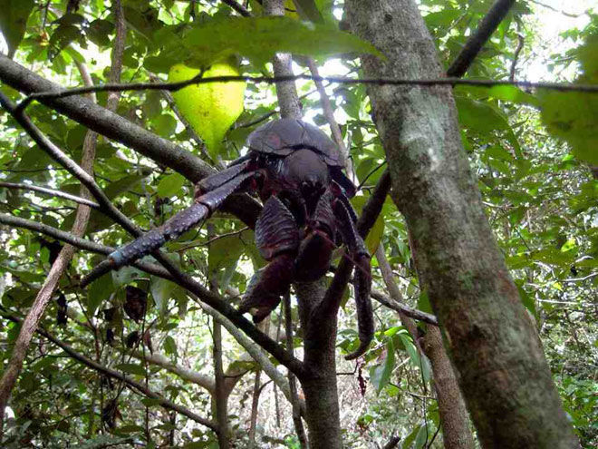 Man Sees Funny Looking Creature, Decides to Pick Him Up