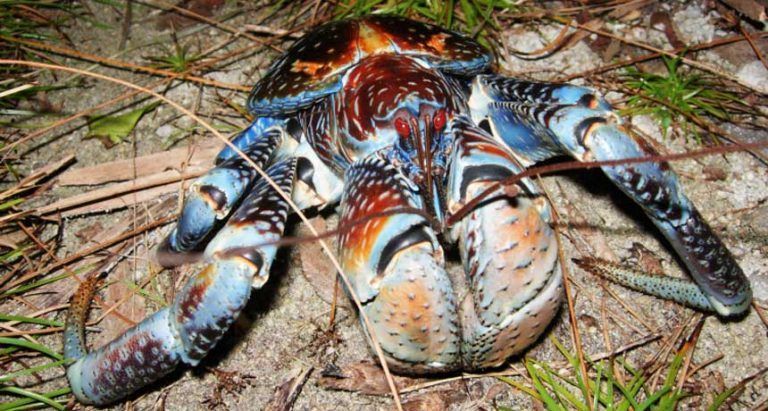 Man Sees Funny Looking Creature, Decides to Pick Him Up