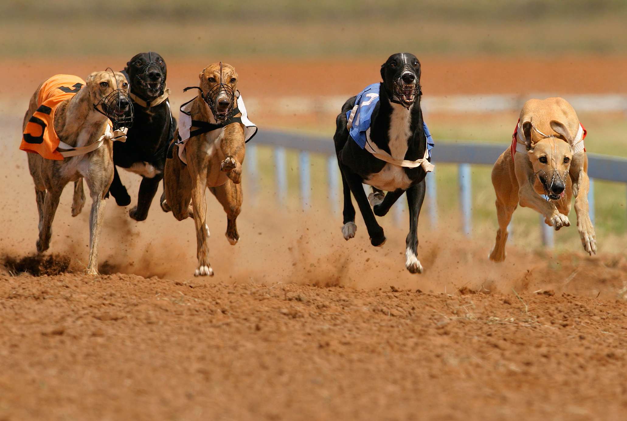 Image result for raCING DOGS