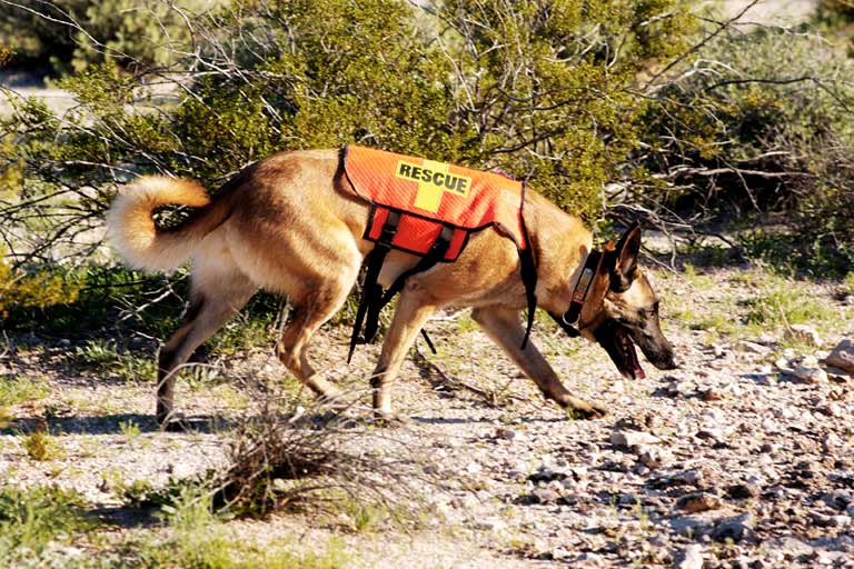 Image result for search rescue dogs