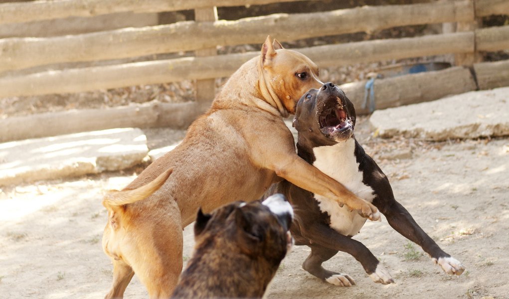 Image result for fighting dogs