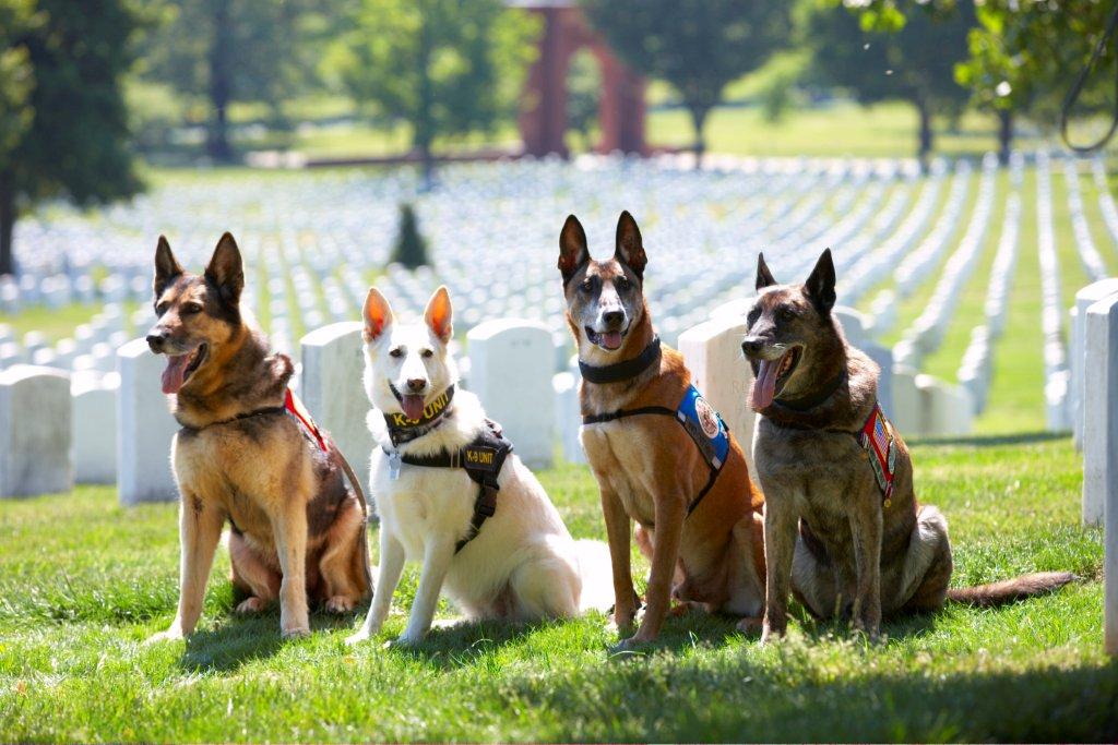 Image result for war dogs pets