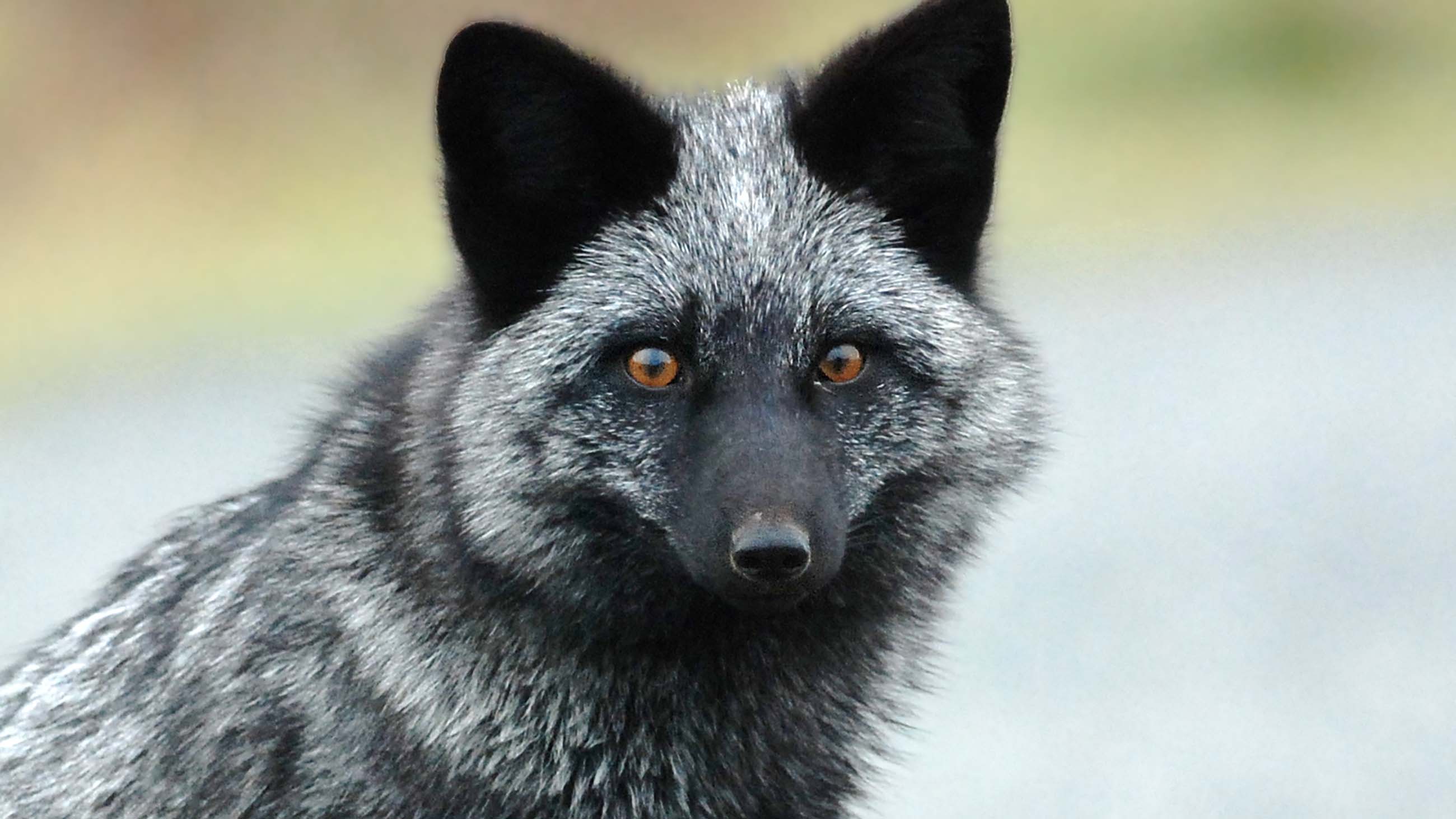 man encounters an unidentified animal in his lawn that refuses to go ...