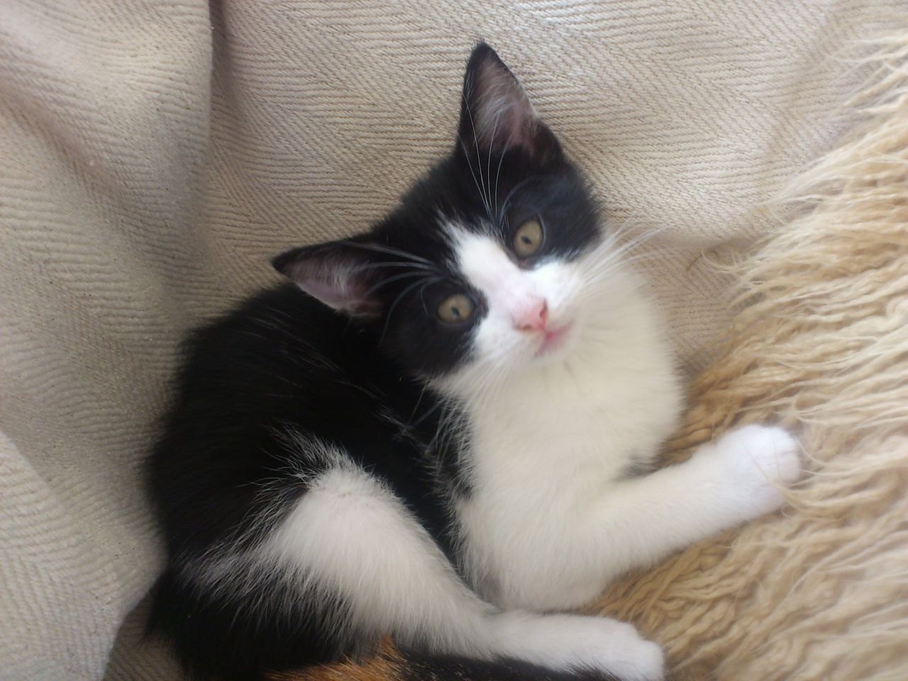 Image result for black white kitten