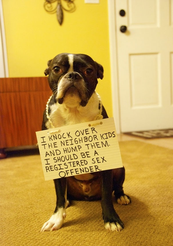 http://158.69.55.95/wp-content/uploads/2018/06/funny-pet-shaming-1-591e9032d4b12__605.jpg