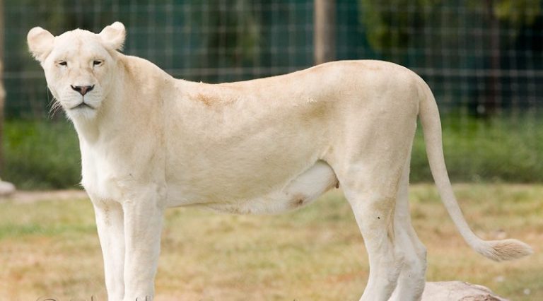 This Rarely Found Lioness had her life changed for good when she met a ...